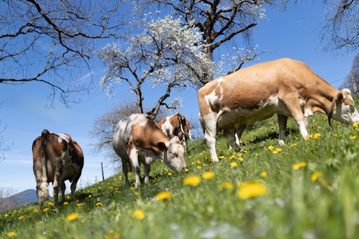 Vorschau Bild von Berglandmilch Kühe