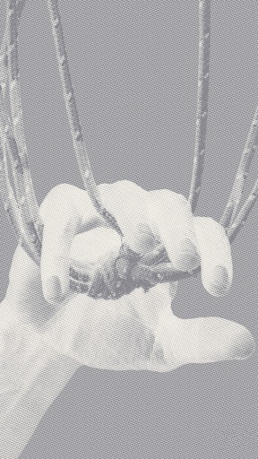 Vorschau Bild von Jojo Gronostay, Untitled, 2025