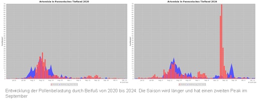 Vorschau Bild von Entwicklung der Pollenbelastung durch Beifuß von 2020 bis 2024:
Die Saison wird länger und hat einen zweiten Peak im September