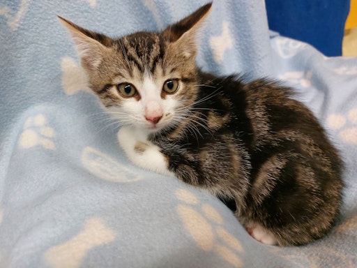  Verwaistes Katzenkind am Tierschutzhof Pfotenhilfe