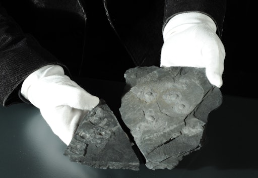  Gesteinsplatte aus Gabun mit mehreren Fossilien