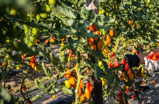 Vorschau Bild von Symbolbild Tomatenanbau