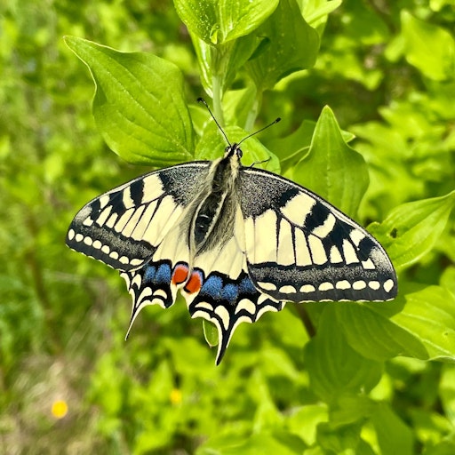 Vorschau Bild von Der Schwalbenschwanz, der souverän die Wahl zum Schmetterling des
Jahres gewann, kommt mit 1.554 Meldungen auf Platz 17.