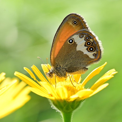  Das Weißbindige Wiesenvögelchen (Coenonympha arcania), in
Vorarlberg als „vom Aussterben bedroht“ gelistet, wurde 2024
erstmals seit fünf Jahren wieder nachgewiesen. Aus Vorarlberg liegen
bisher nur zwei gesicherte Funde dieser Art vor, jetzt gelang dank
der Schmetterlingsapp der dritte Nachweis.