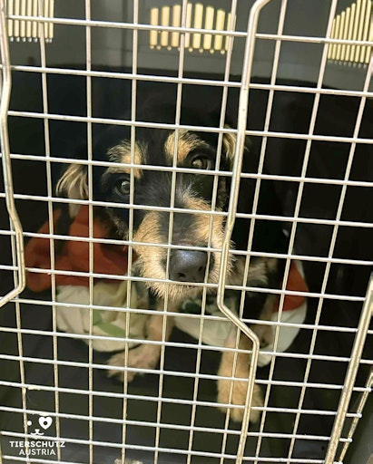  Dies ist der Hund Benni, der von seinem Obdachlosen Halter
gerettet wurde und jetzt bei Tierschutz Austria wieder gesund
gepflegt wird.
