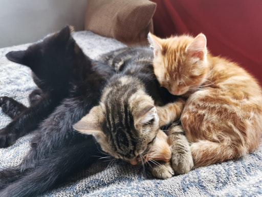  Geschwächte Katzenbabys kurz nach Auffindung