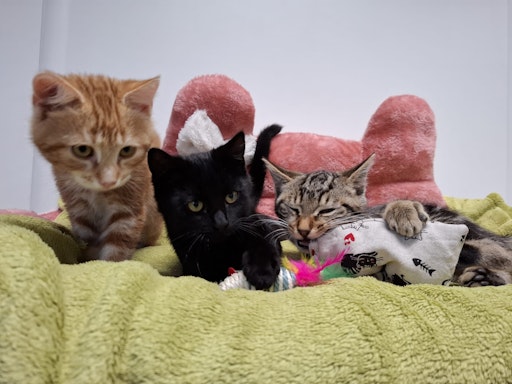  Aufgepäppeltes Katertrio am Tierschutzhof PFOTENHILFE