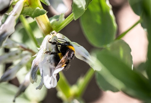 Die Blüten von Hülsenfrüchten bieten Insekten Pollen und Nektar.
// Weiterer Text über ots und www.presseportal.de/nr/178526 / Die
Verwendung dieses Bildes für redaktionelle Zwecke ist unter
Beachtung aller mitgeteilten Nutzungsbedingungen zulässig und dann
auch honorarfrei. Veröffentlichung ausschließlich mit
Bildrechte-Hinweis.