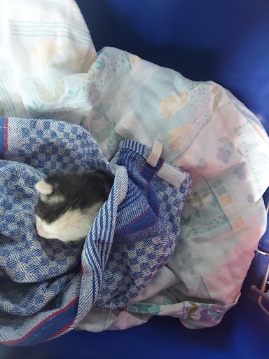 Ausgesetztes Katzenbaby in Geschirrtuch