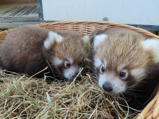 Die beiden Jungtiere im Nest