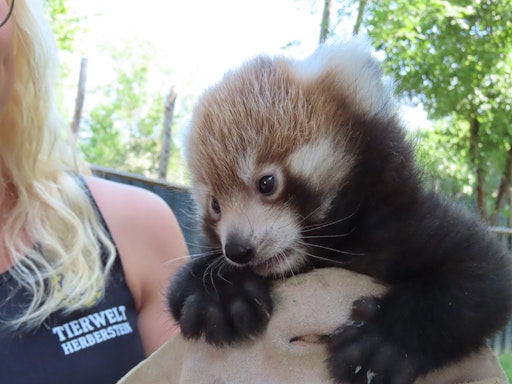 Panda-Stic offspring in the animal world Herberstein