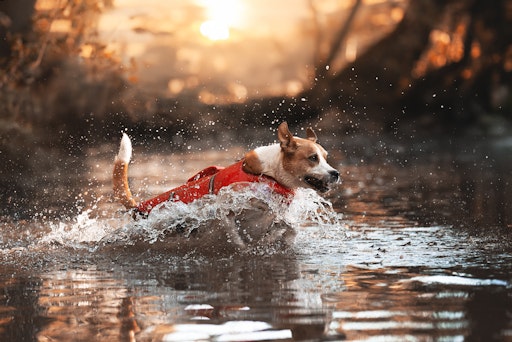 Stadlers Hund Louis liebt das Wasser.