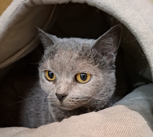 Vorschau Bild von Luna isst kaum etwas