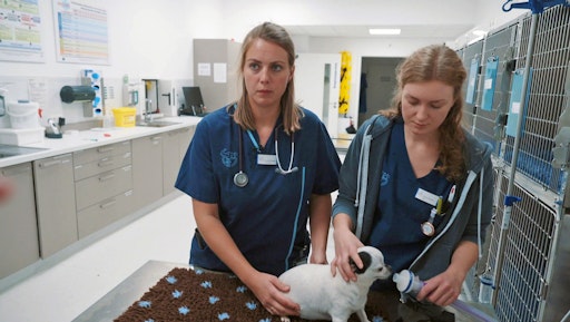 Dr. Luisa Lippert (li.) ist Spezialistin für Kleintiermedizin und
hat gerade Nachtschicht in der Tierklinik in Rostock // Weiterer
Text über ots und www.presseportal.de/nr/6605 / Die Verwendung
dieses Bildes für redaktionelle Zwecke ist unter Beachtung aller
mitgeteilten Nutzungsbedingungen zulässig und dann auch honorarfrei.
Veröffentlichung ausschließlich mit Bildrechte-Hinweis.
