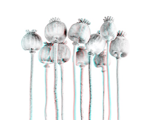 Schlafmohn ©NHM Wien, courtesy by the artist Sebastian Cramer