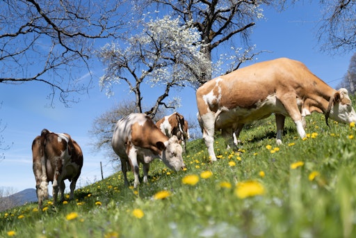 Vorschau Bild von Fleckvieh-Kühe auf Weide
