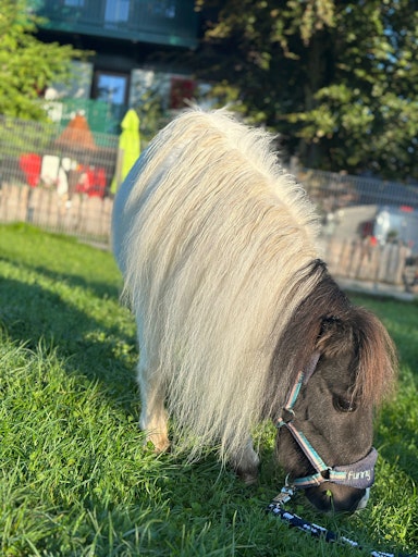 Mini-Pony Helena am Tierschutzhof Pfotenhilfe