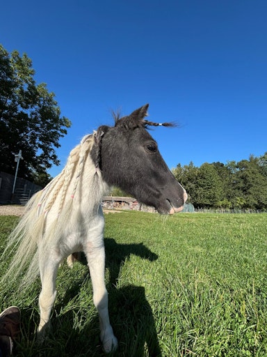 Vorschau Bild von Mini-Pony Helena am Tierschutzhof Pfotenhilfe