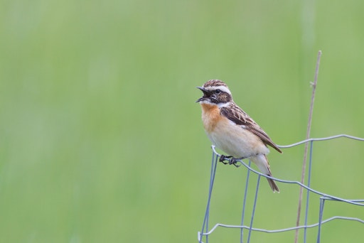 Vorschau Bild von Vogelarten wie die Grauammer oder das Braunkehlchen sind stark
gefährdet. Mit Kooperationen zwischen Landwirt:innen und Naturschutz
werden beim Projekt WIN #landwirtschaft Rückzugsräume für diese
Arten geschaffen.