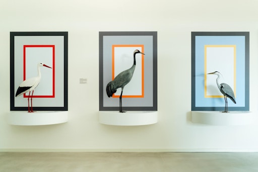 Vorschau Bild von Vergleich verschiedener Großvögel in den KRANICHWELTEN