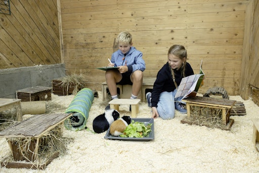 Meerschweinchen brauchen Versteckmöglichkeiten. Das und vieles
mehr erfahren die Kinder aus den Heften des Vereins "Tierschutz
macht Schule". Die Unterrichtshefte sind in Klassenstärke kostenlos,
exklusive Versand, erhältlich. www.tierschutzmachtschule.at