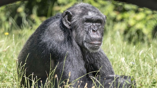 Schimpanse im Zoo Berlin // Weiterer Text über ots und
www.presseportal.de/nr/129318 / Die Verwendung dieses Bildes für
redaktionelle Zwecke ist unter Beachtung aller mitgeteilten
Nutzungsbedingungen zulässig und dann auch honorarfrei.
Veröffentlichung ausschließlich mit Bildrechte-Hinweis.