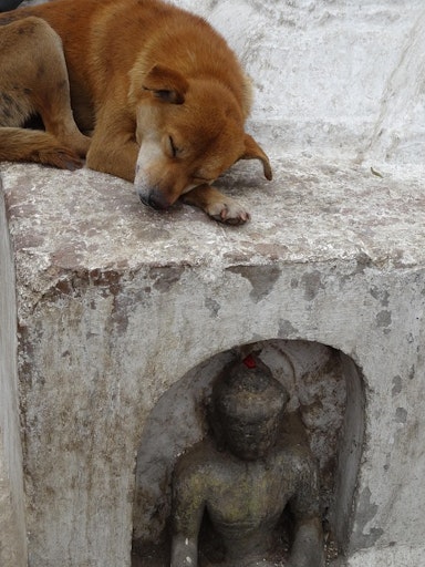 Schlafender Hund mit Buddha-Figur.