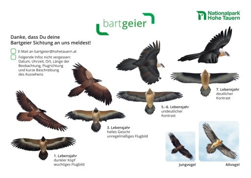 Vorschau Bild von Die Grafik zeigt Bartgeier in unterschiedlichen Altersstufen an und ist als Bestimmungshilfe für die freiwilligen Teilnehmenden gedacht.