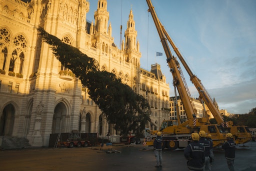 Aufstellung des Weihnachtsbaums 2025 auf dem Wiener Rathausplatz.