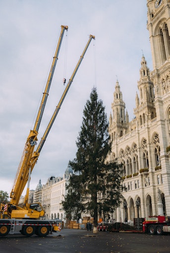 Vorschau Bild von Aufstellung des Weihnachtsbaums 2025 auf dem Wiener Rathausplatz.