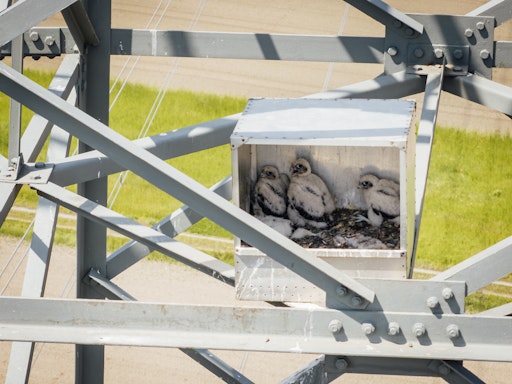 Falken-Babys in APG-Nisthilfe