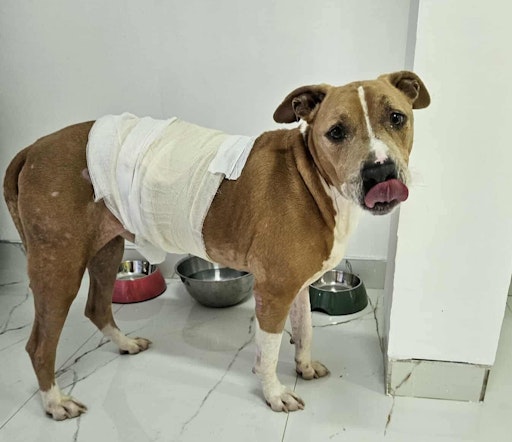 "Richie" auf dem Weg der Genesung