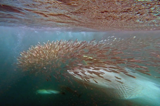 Vorschau Bild von Sardine Run, Doku auf ARTE // Weiterer Text über ots und
www.presseportal.de/nr/9021 / Die Verwendung dieses Bildes für
redaktionelle Zwecke ist unter Beachtung aller mitgeteilten
Nutzungsbedingungen zulässig und dann auch honorarfrei.
Veröffentlichung ausschließlich mit Bildrechte-Hinweis.