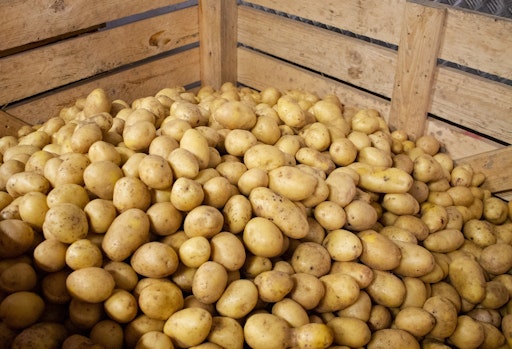 Vorschau Bild von Die Kartoffellager sind gut gefüllt – die österreichische
Speisekartoffel so billig wie seit Jahren nicht mehr. © Land schafft
Leben