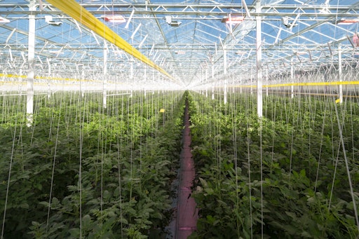 Vorschau Bild von Erntebeginn im energieeffizienten Gewächshaus. Ab sofort werden
Cherry- und Midi-Rispenparadeiser mit Wärme aus Biomasse kultiviert.
Dabei wird der CO2-Ausstoß gegenüber fossilen Energieträgern um bis
zu 93% reduziert. Das verbleibende CO2 wird als Pflanzennährstoff im
Gewächshaus wiederverwendet (Carbon Capture & Use). Die Dachflächen
des 12.300m² großen Gewächshauses sind mit doppelten Wärmeschirmen
und einer LED-Beleuchtung ausgestattet.