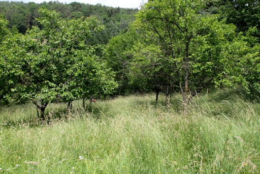 Vorschau Bild von Das Programm FLORA unterstützt landwirtschaftliche Betriebe im
Obst- und Gemüsebau bei der ökologischen Aufwertung ihrer Flächen,
die nicht unmittelbar für den Anbau genutzt werden.