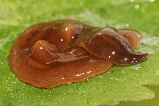 In Österreich gefundenes Exemplar der Plattwurmart Obama nungara.