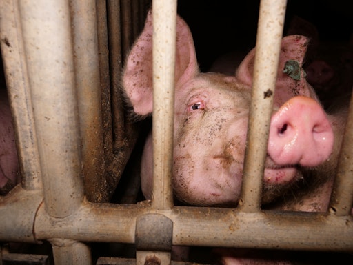 Mastschwein in einer der größten Schweinefabriken Österreichs