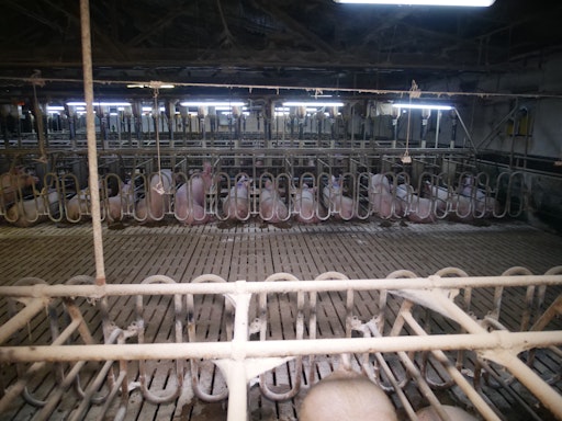 Vorschau Bild von Kastenstände in einer der größten Schweinefabriken Österreichs