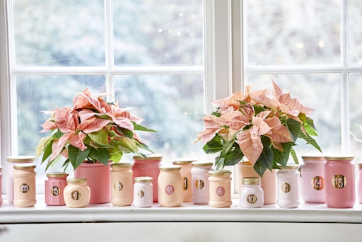 Ein kreativer Hingucker ist ein selbst gestalteter
Adventkalender, der Weihnachtssterne ins Rampenlicht rückt.