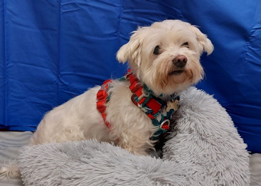  Snoopy ist sehr traurig