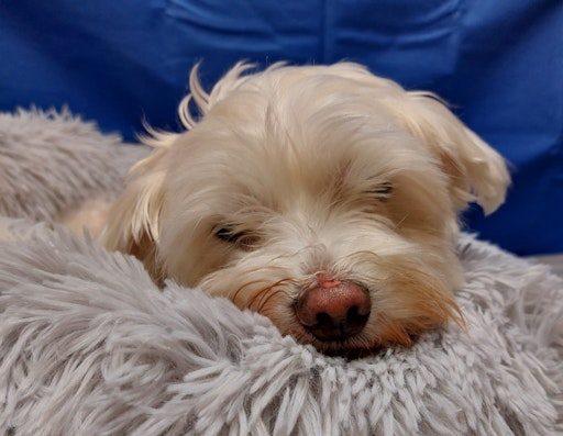 Vorschau Bild von Snoopy ist sehr traurig