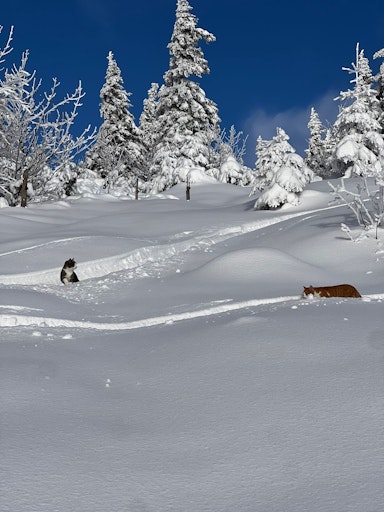 Katzen irren hilflos am Berg im Schnee herum
