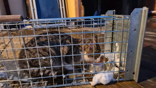 Vorschau Bild von Hungrige Katze in Lebenfalle