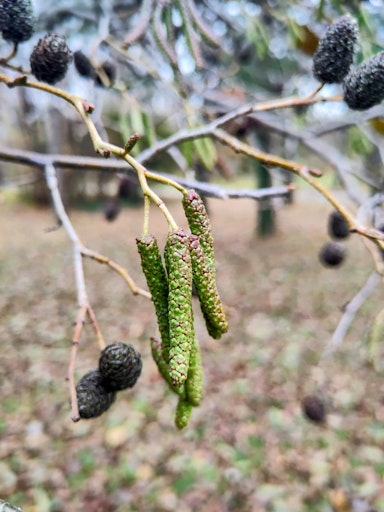 Der Pollenflug der Purpur-Erle sorgt in der Weihnachtszeit
bereits für juckende Augen, Niesreiz und Atembeschwerden.