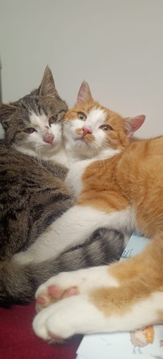 Bild der ersten beiden geretteten Kater Flocky und Frosty, die
sich am Tierschutzhof gemütlich aneinander kuscheln
