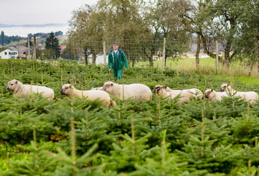 Vorschau Bild von Rund 30.000 Weihnachtsbäume bezieht bellaflora aus langjährigen
Partnerschaften mit fünf österreichischen Weihnachtsbaumbauern.
