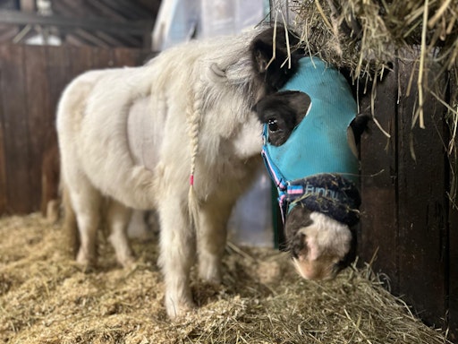 Vorschau Bild von Minipony Helene kurz nach OP