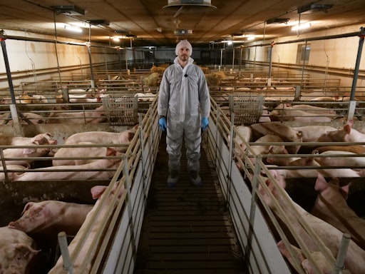 Die Zukunft der österr. Schweinehaltung wurde vom VGT in Dänemark
festgehalten. Die gleichen Spalten, der gleiche Boden.