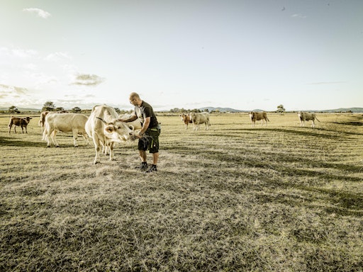 Matthias Frank bei seinen Rindern auf der Weide
